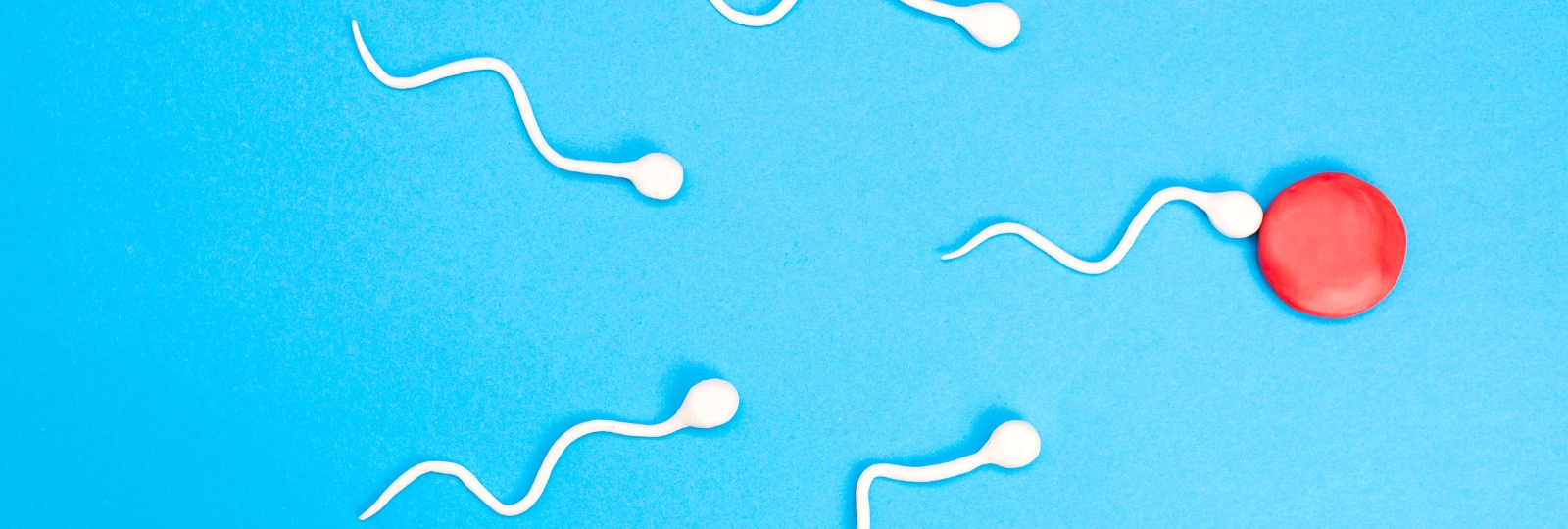 Sperm and Egg Fertility